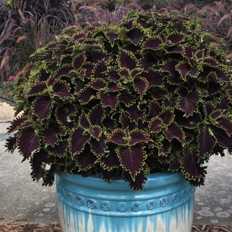Unleash Your Creativity with Coleus Wicked Witch in Floral Designs